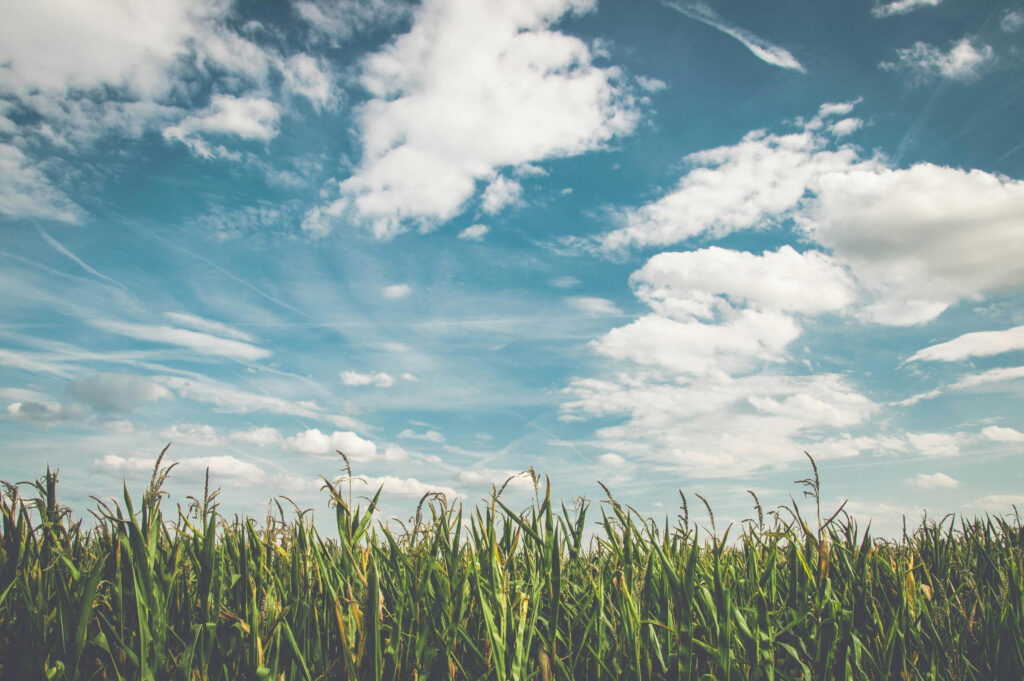 a field with clouds in the background