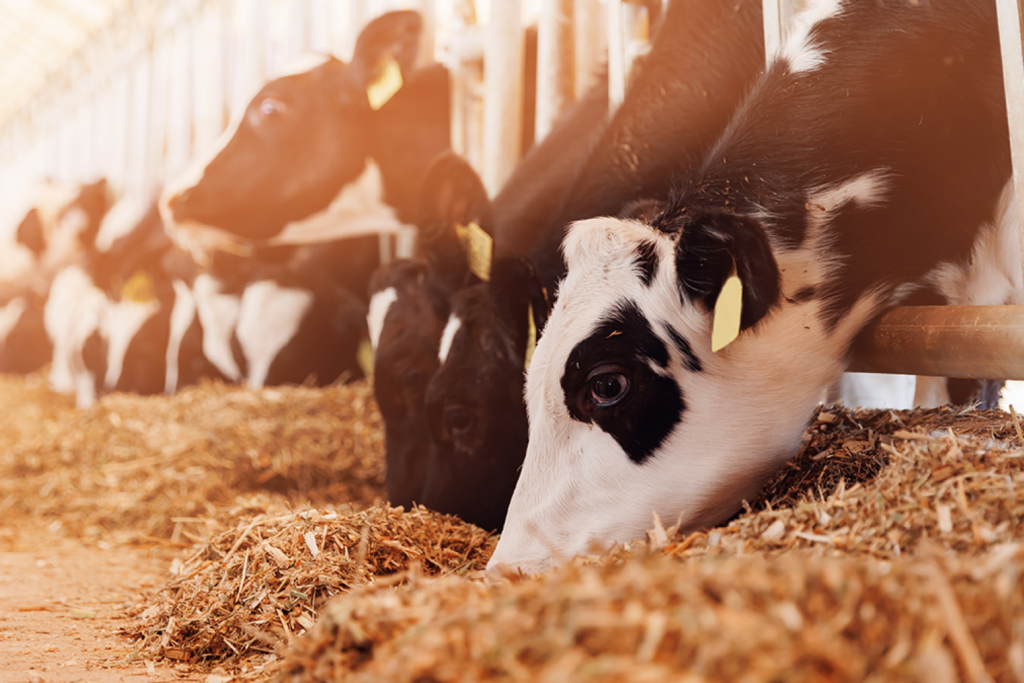 A calf faces the camera in the foreground while a herd of cattle feed on hay inside a barn.