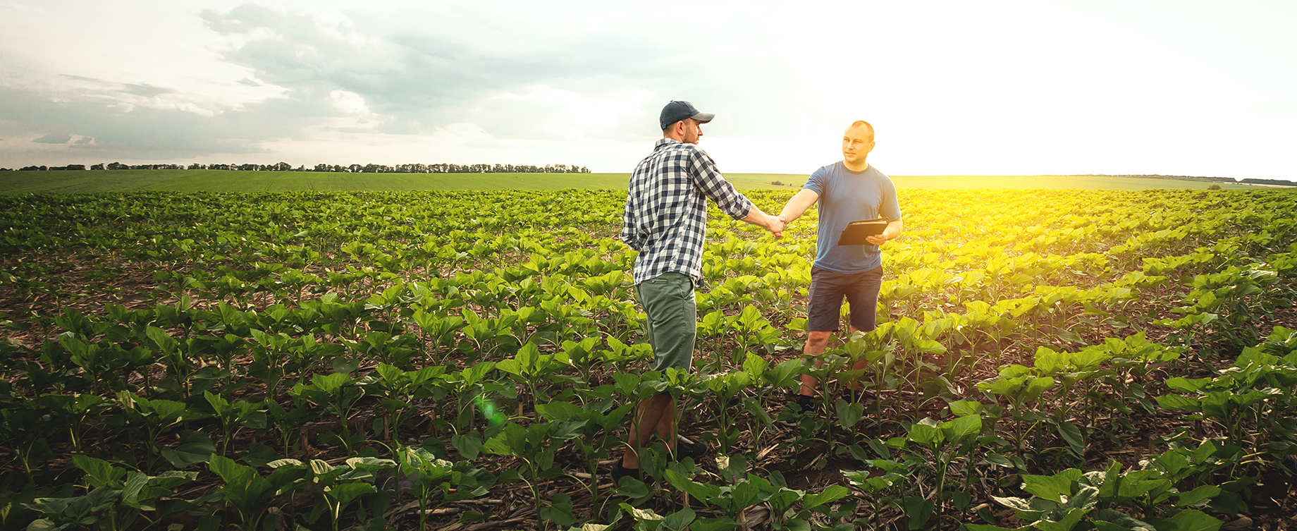 Two agricultural producers shaking hands in a crop field, representing trusted partnerships, farm business solutions and support for agricultural operations.